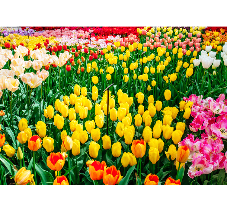 Fargede tulipaner blomsterfototapet - Tenstickers