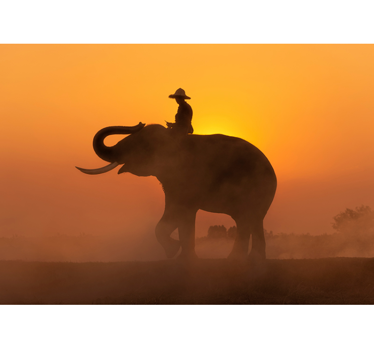 Asiatisk elefant ved solnedgang fototapet - Tenstickers