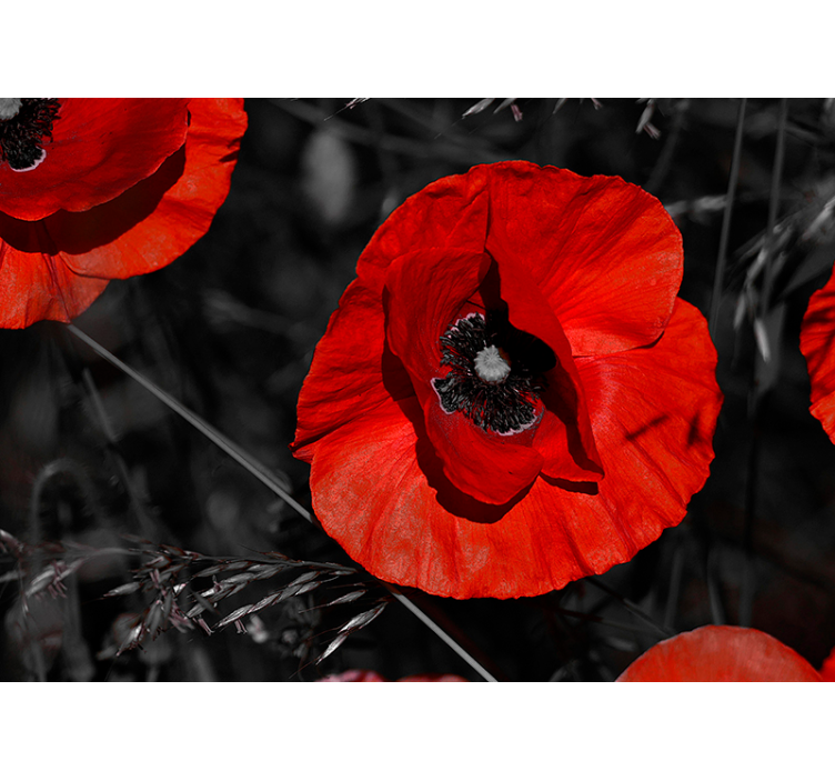 Blomstre valmue blomst fototapet - Tenstickers