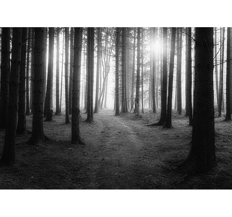 Grå skog fototapet for deg - Tenstickers