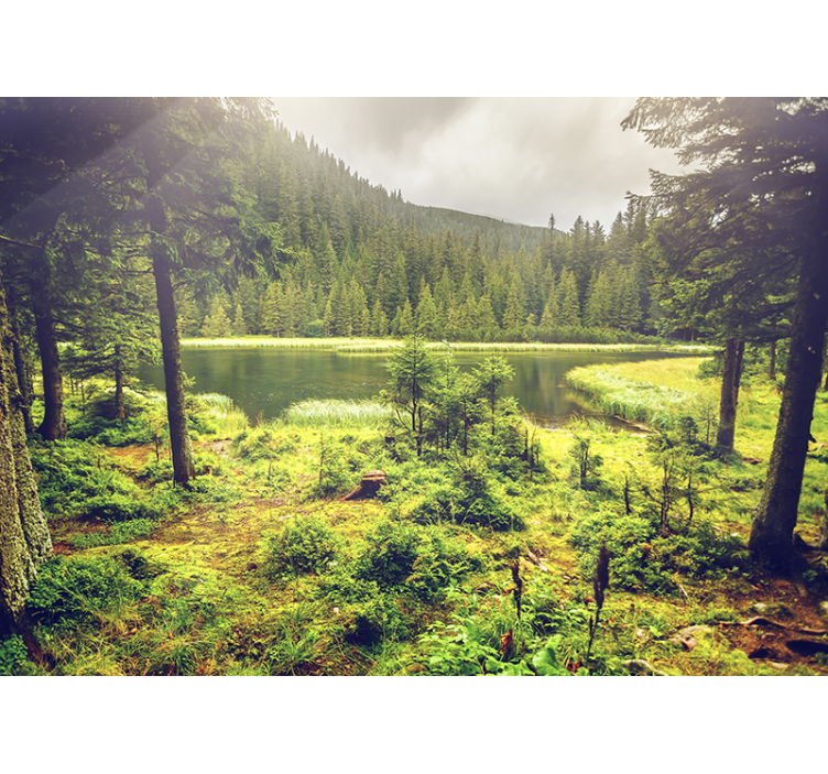 Grønne trær skogfototapet - Tenstickers