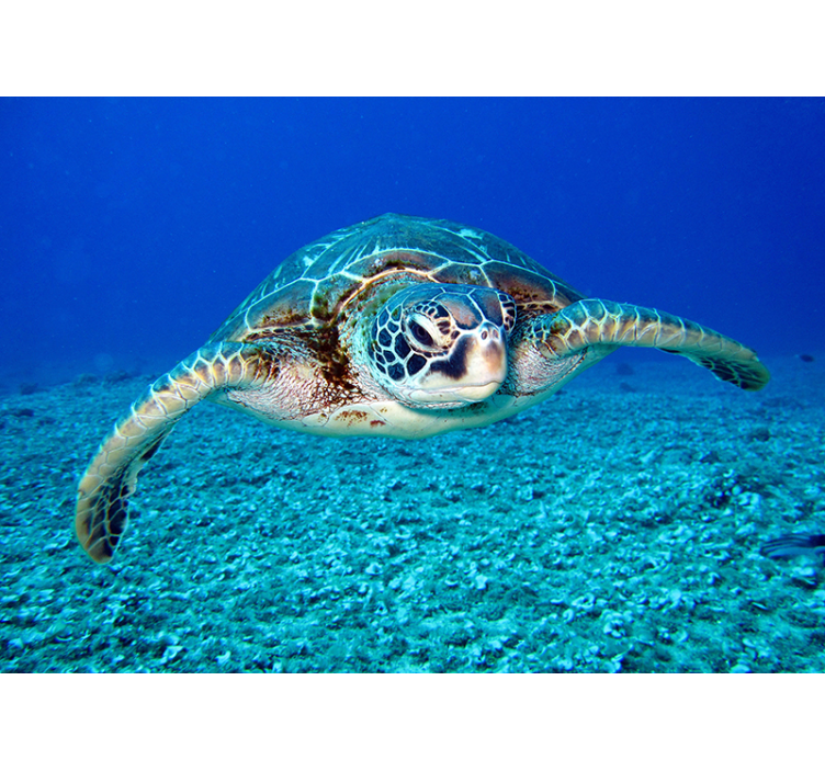 Hawksbill sjøskilpadde dyr fototapet - Tenstickers