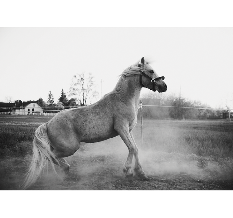 Fototapet dyr galloperende ponni - Tenstickers