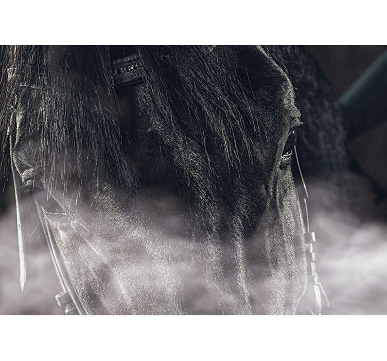 Majestetisk hest på nært hold fototapet dyr - Tenstickers