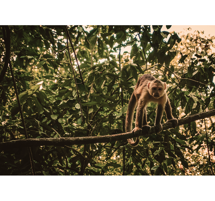 Ape på gren fototapet dyr - Tenstickers