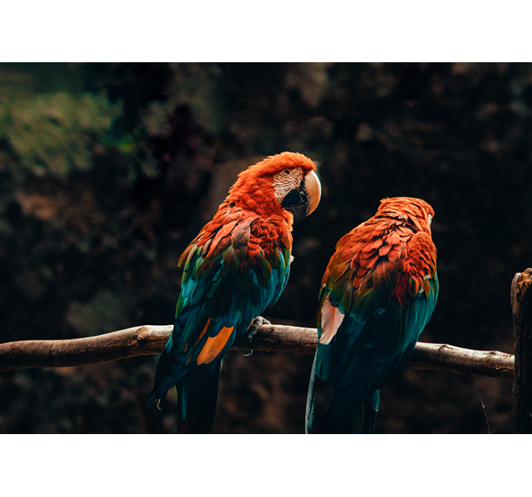 Fargerike papegøyer fototapet - Tenstickers