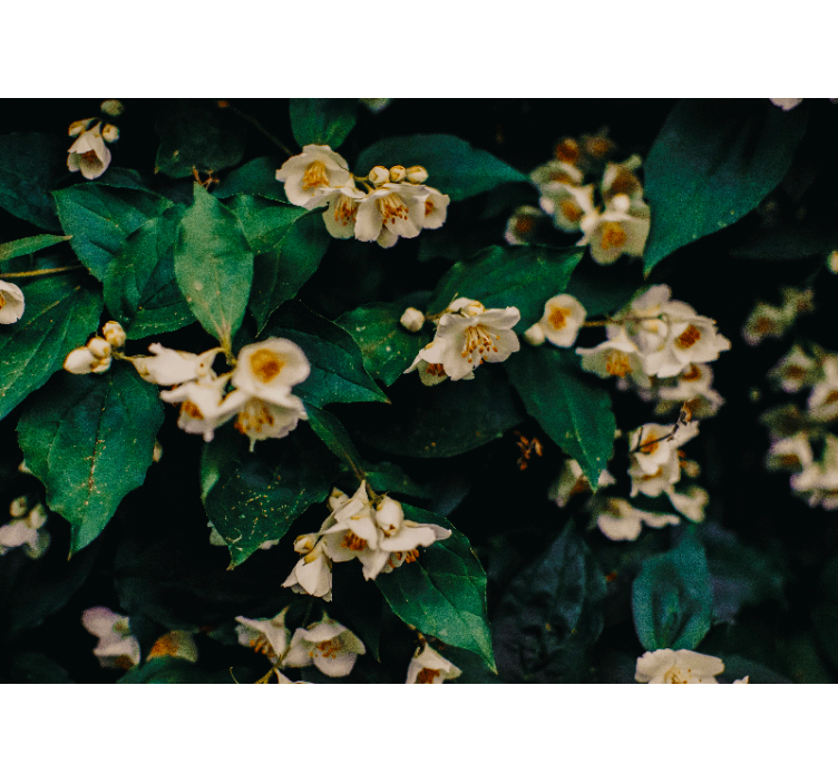 Jasminblomster fototapet - Tenstickers