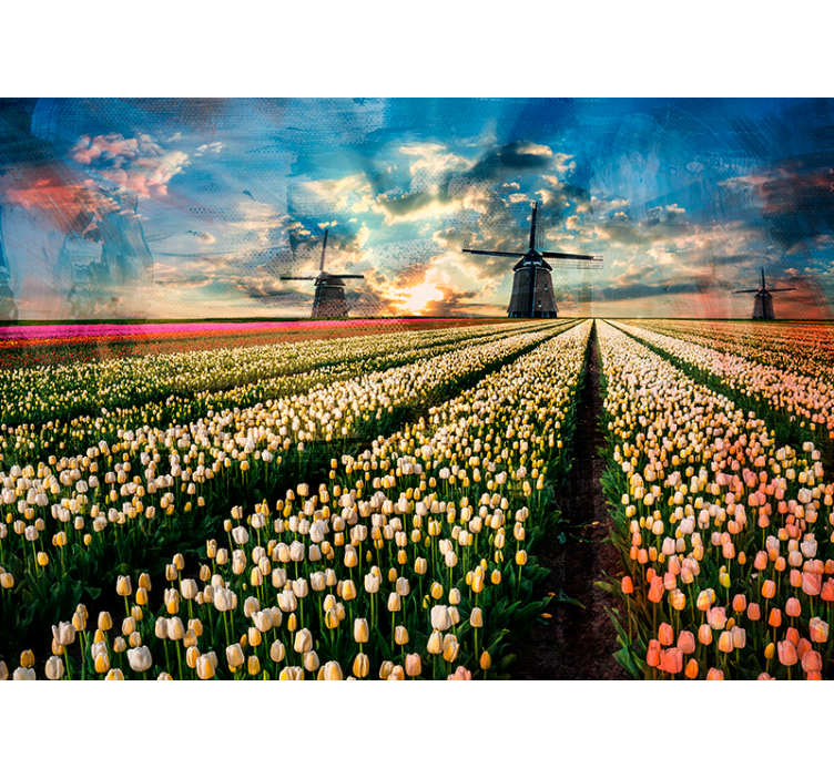 Nederlandsk tulipan felt fototapet - Tenstickers