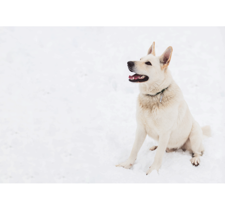 Lykkelig hvit hund fototapet dyr - Tenstickers