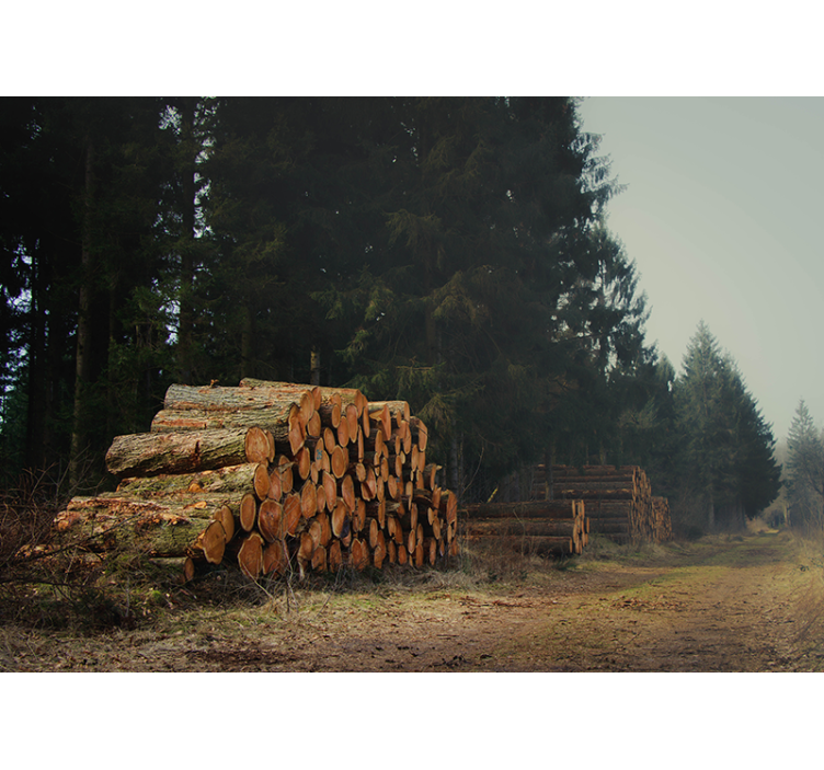 Tømmerstabler i skogen fototapet skog - Tenstickers