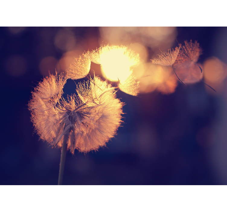 Løvetann design løvetann fototapet - Tenstickers