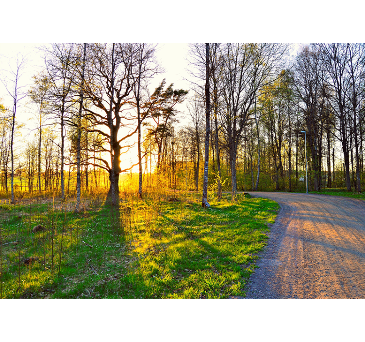 Fototapet natur solfylt skogsti - Tenstickers
