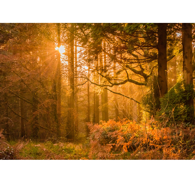 Opplyst skoglandskap fototapet natur - Tenstickers
