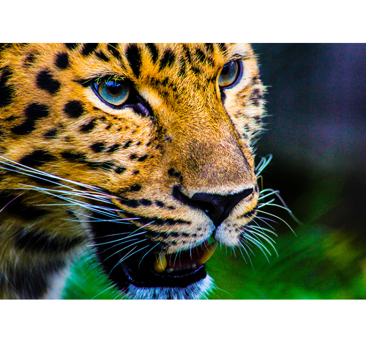 Leopard ansikt stue fototapet - Tenstickers