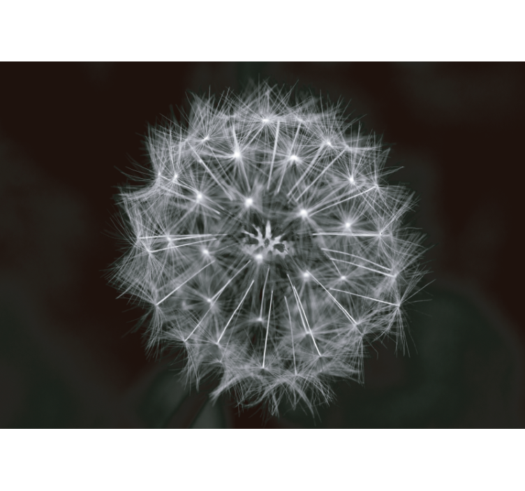 Blowball blomst grå løvetann fototapet - Tenstickers