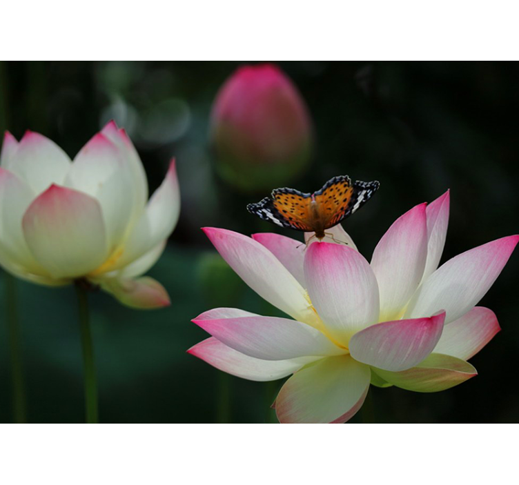 Elegant lotusblomst fototapet blomster - Tenstickers