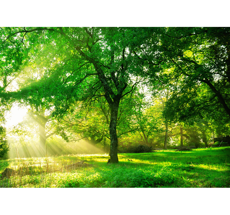 Fototapet natur solfylt grønn skog - Tenstickers