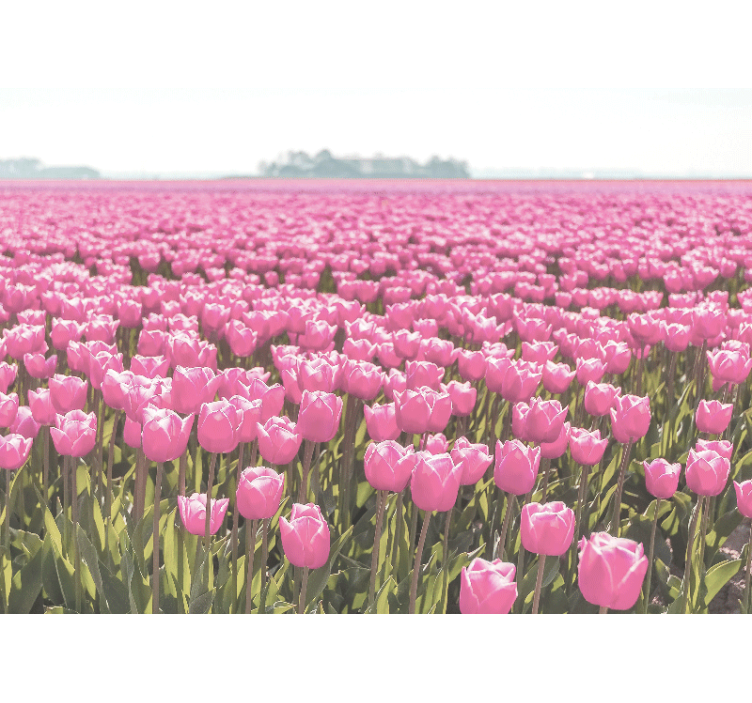 Fototapet valmue rosa tulipaner mark - Tenstickers