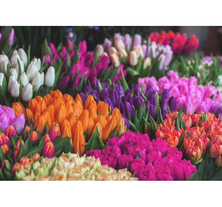 Fototapet blomster tulipanhageutstilling - Tenstickers
