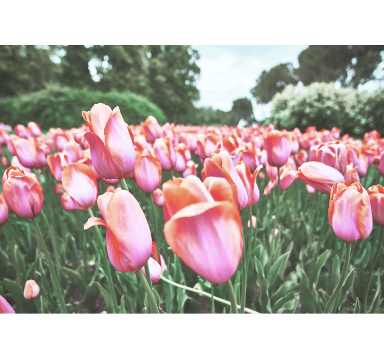 Fototapet valmue blomstrende tulipaner - Tenstickers