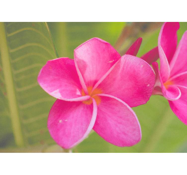 Fototapet blomster rosa blomsterdetaljer - Tenstickers