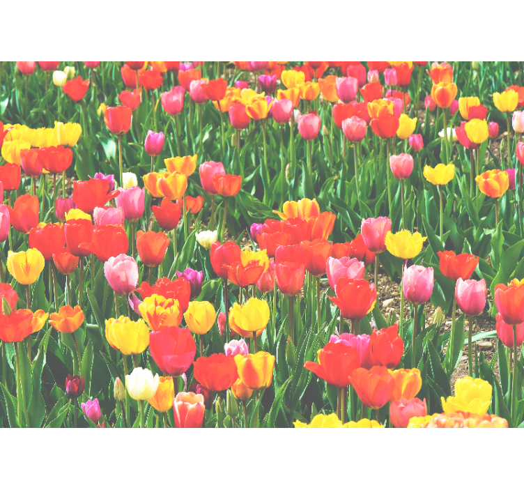 Fototapet blomster tulipanfeltblomstringer - Tenstickers