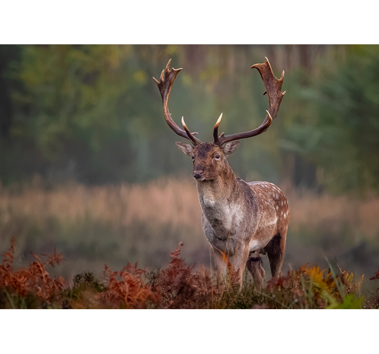 Ensom hjort i felt fototapet dyr - Tenstickers