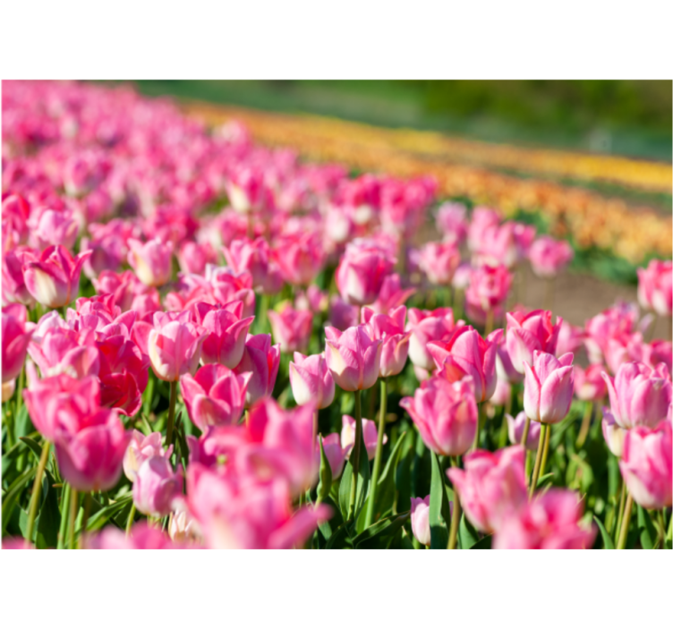 Livlig blomstrende felt fototapet tulipaner - Tenstickers