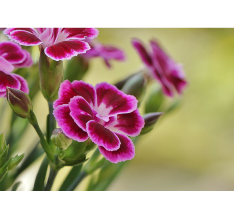 Nærbilde nellik fototapet blomster - Tenstickers