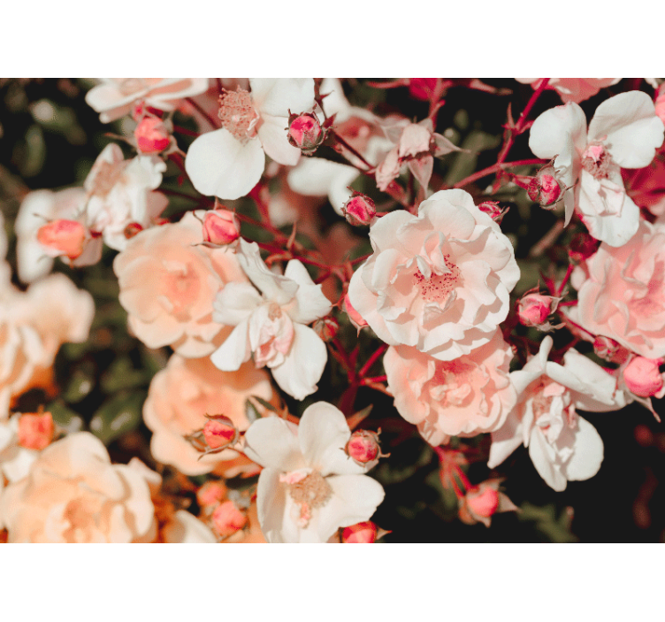 Fototapet blomster blomstrende rosenblader - Tenstickers