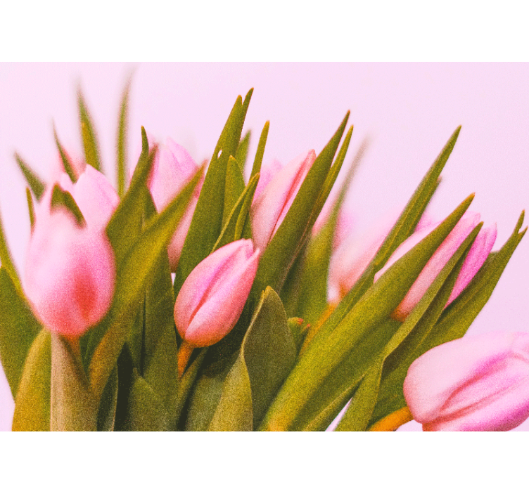Fototapet valmue rosa tulipanblomster - Tenstickers
