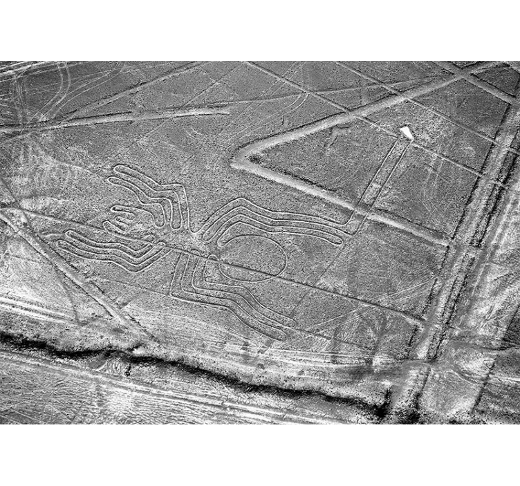 Fototapet dyr nazca edderkopp geoglyf - Tenstickers
