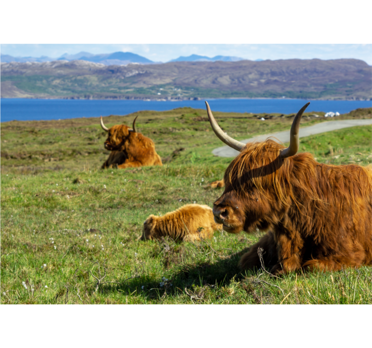 Fototapet natur highland cattle beite - Tenstickers