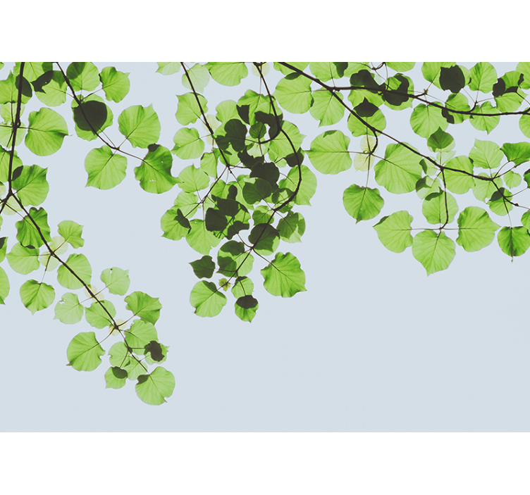 Fototapet trær bladfulle greiner tak - Tenstickers