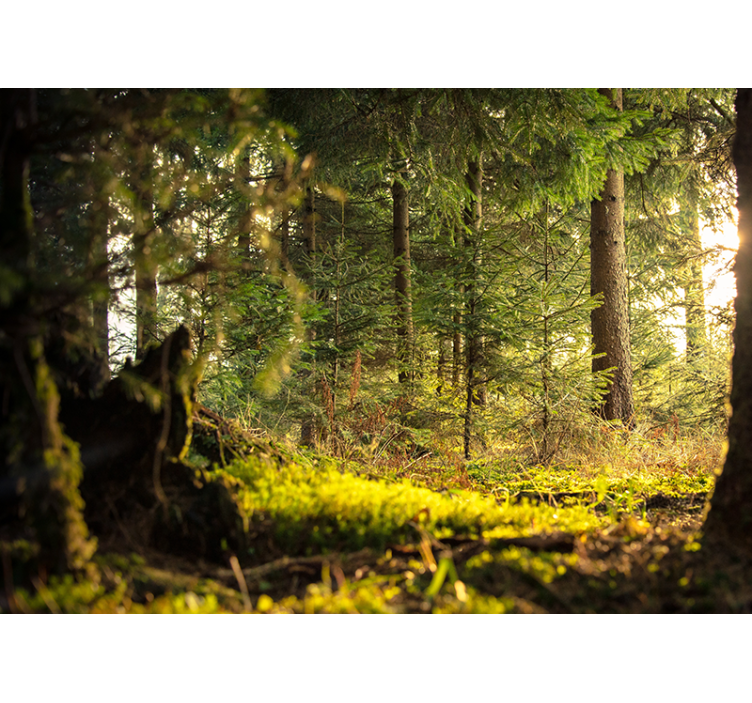 Fototapet skog rolig grønt landskap - Tenstickers