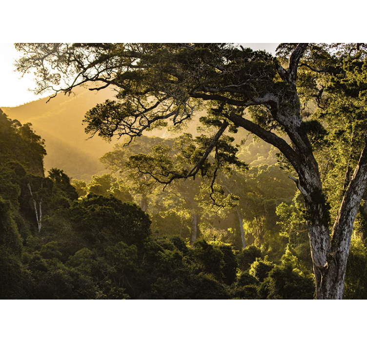 Fototapet natur grønn skoglandskap - Tenstickers