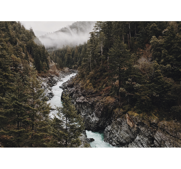 Våt tåke med trær fototapet skog - Tenstickers
