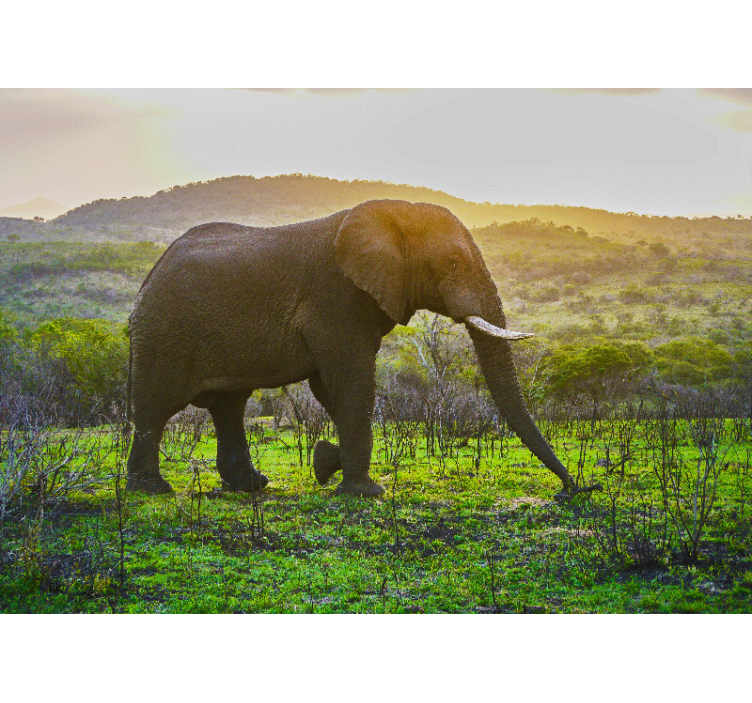 Fototapet dyr majestetisk elefantscene - Tenstickers