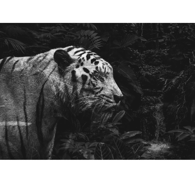 Majestetisk hvit tiger fototapet dyr - Tenstickers