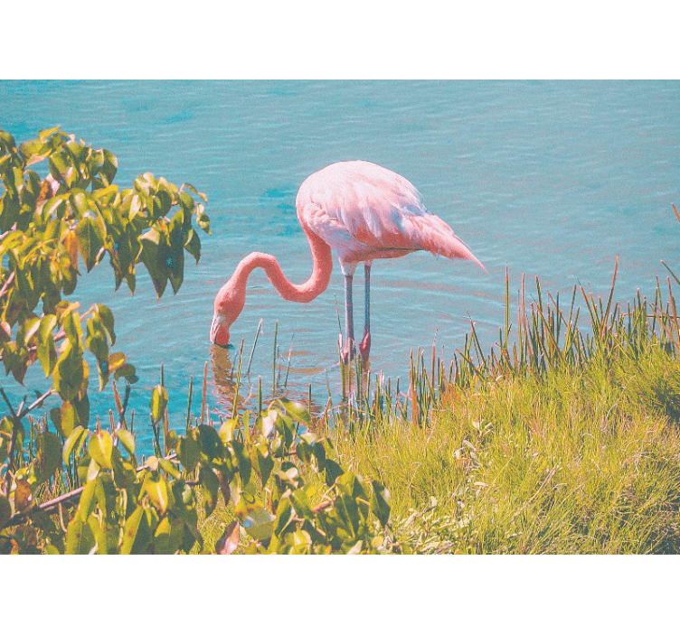 Flamingo i vann fototapet stue - Tenstickers