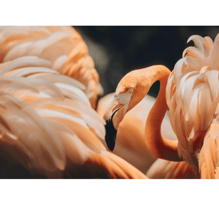 Fototapet dyr elegant flamingo scene - Tenstickers
