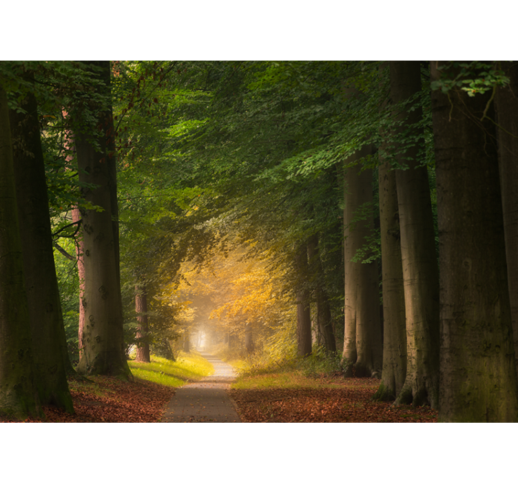 Fototapet natur skogsti scene - Tenstickers