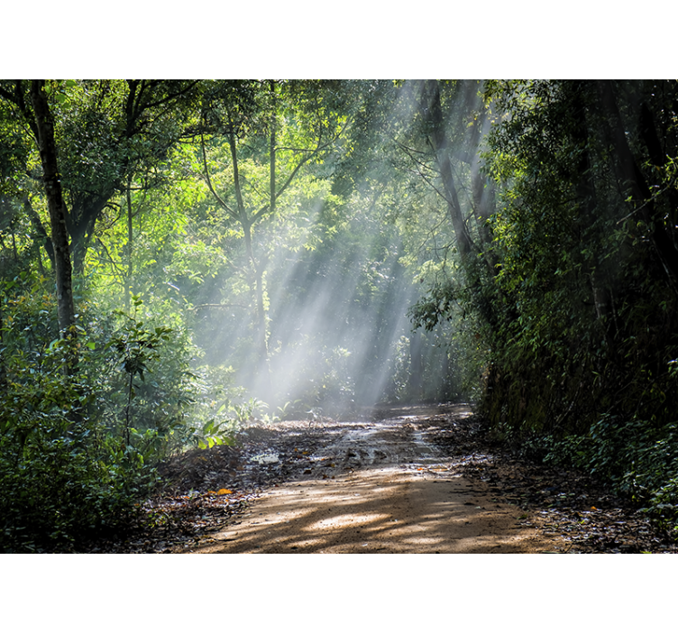 Fototapet natur glitrende skogsti - Tenstickers