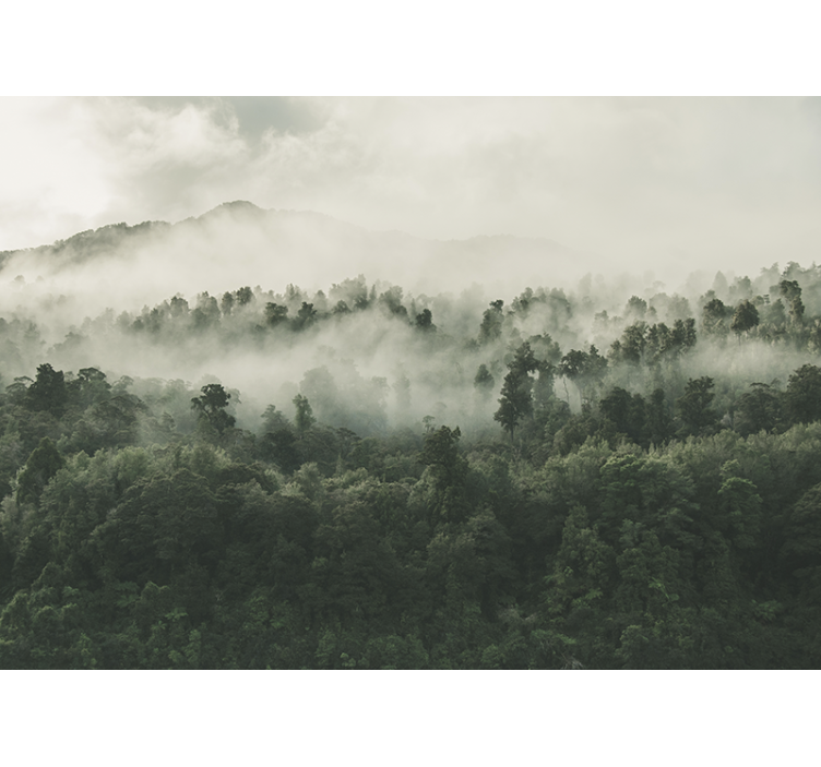 Fototapet skog skog med tåke ovenfra - Tenstickers