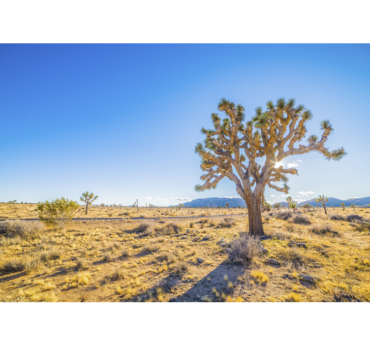 Fototapet fjell joshua tree landskap - Tenstickers