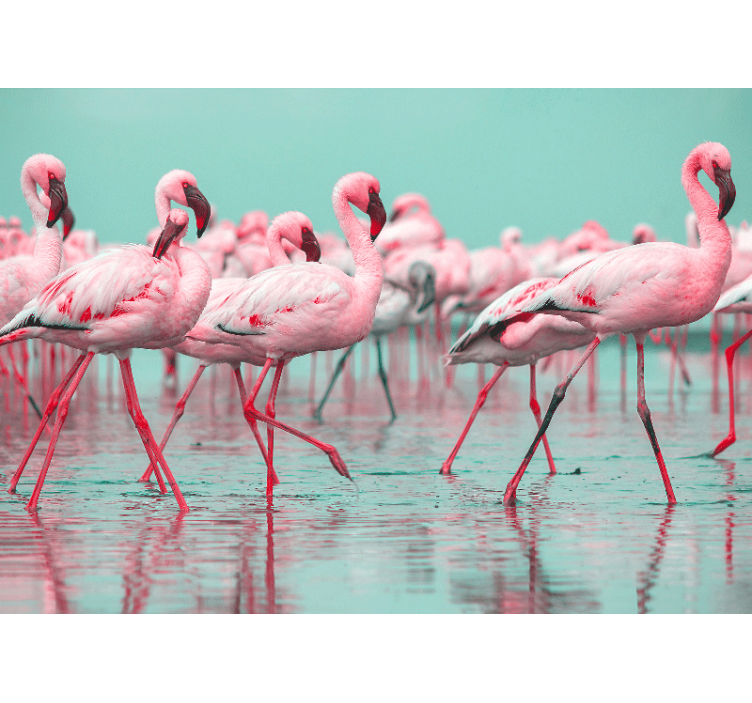 Fototapet dyr flamingo flokk gå - Tenstickers