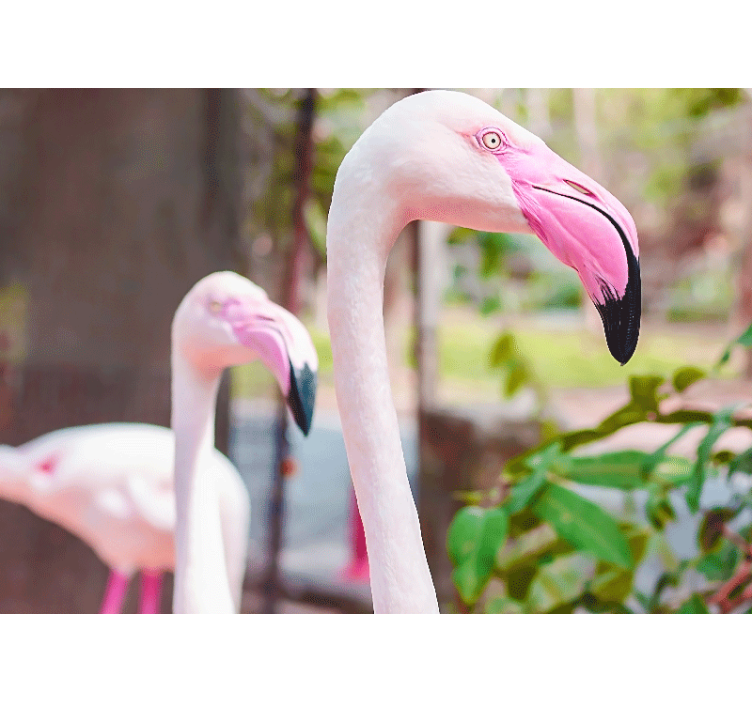 Fototapet dyr elegant flamingo-par - Tenstickers