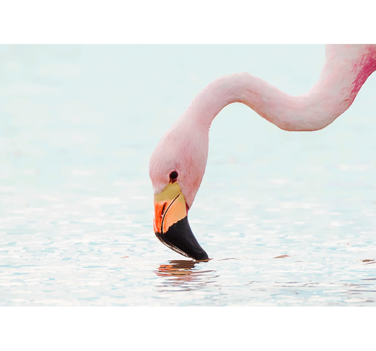 Fototapet dyr flamingo vannrefleksjon - Tenstickers