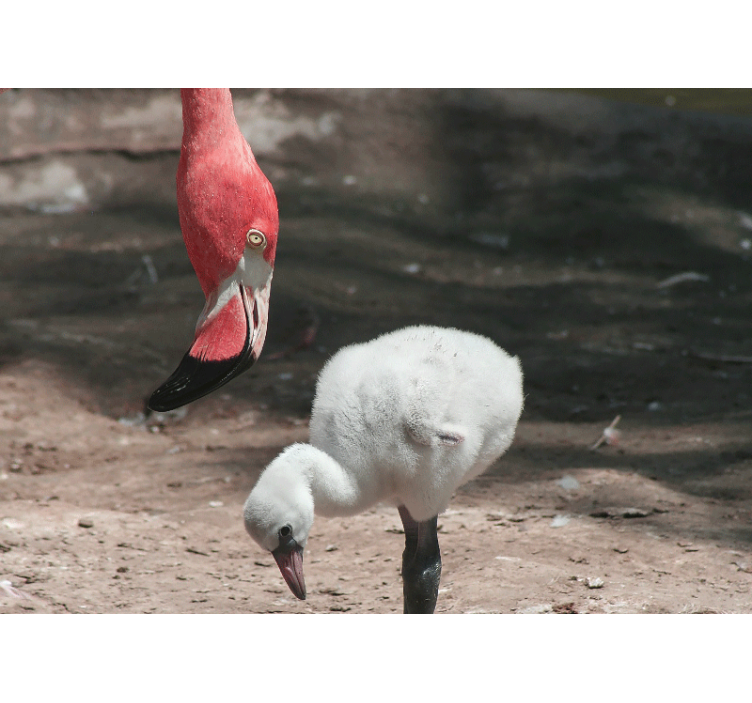 Fototapet dyr flamingo kylling - Tenstickers