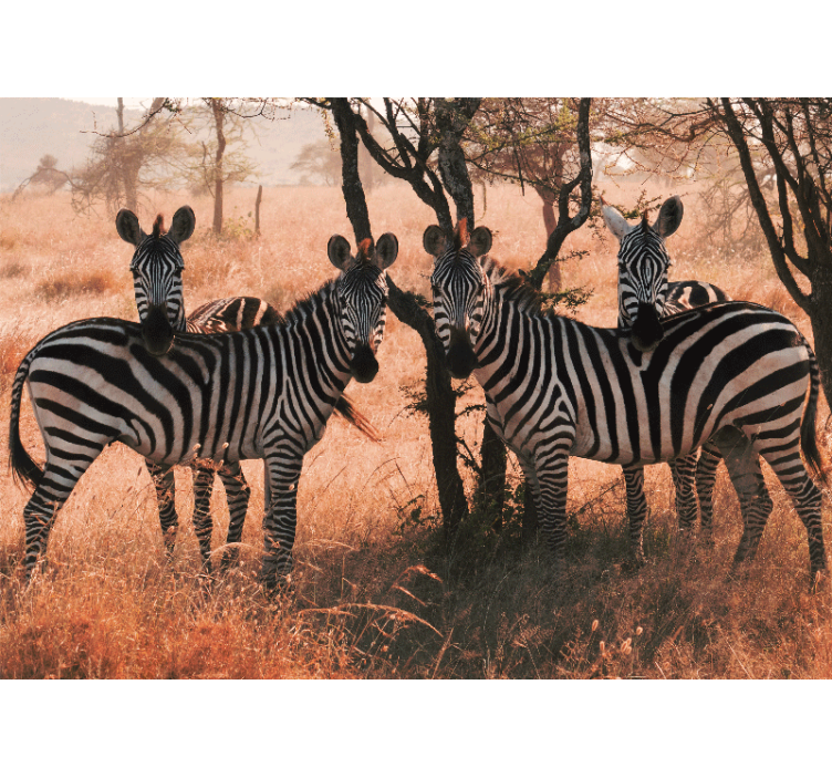 Fototapet dyr zebras i naturen - Tenstickers